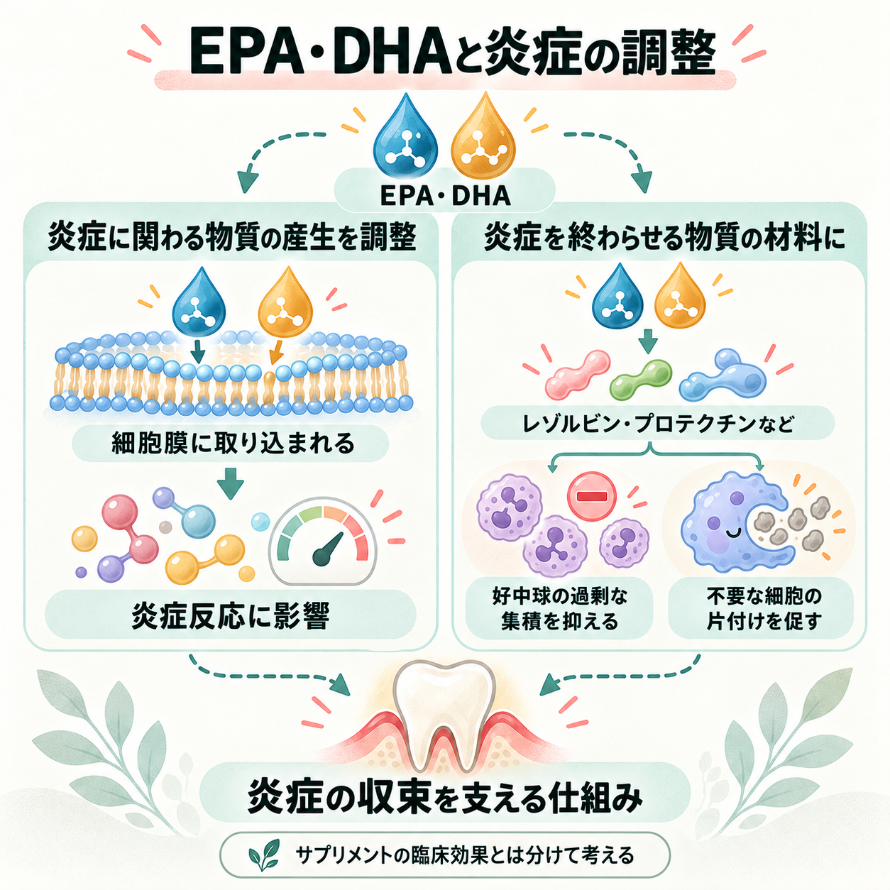 EPA・DHAが細胞膜を介して炎症関連物質の産生に影響する経路と、炎症収束に関わる物質の材料になる経路。好中球の過剰な集積を抑え、マクロファージの片付けを促す仕組み。